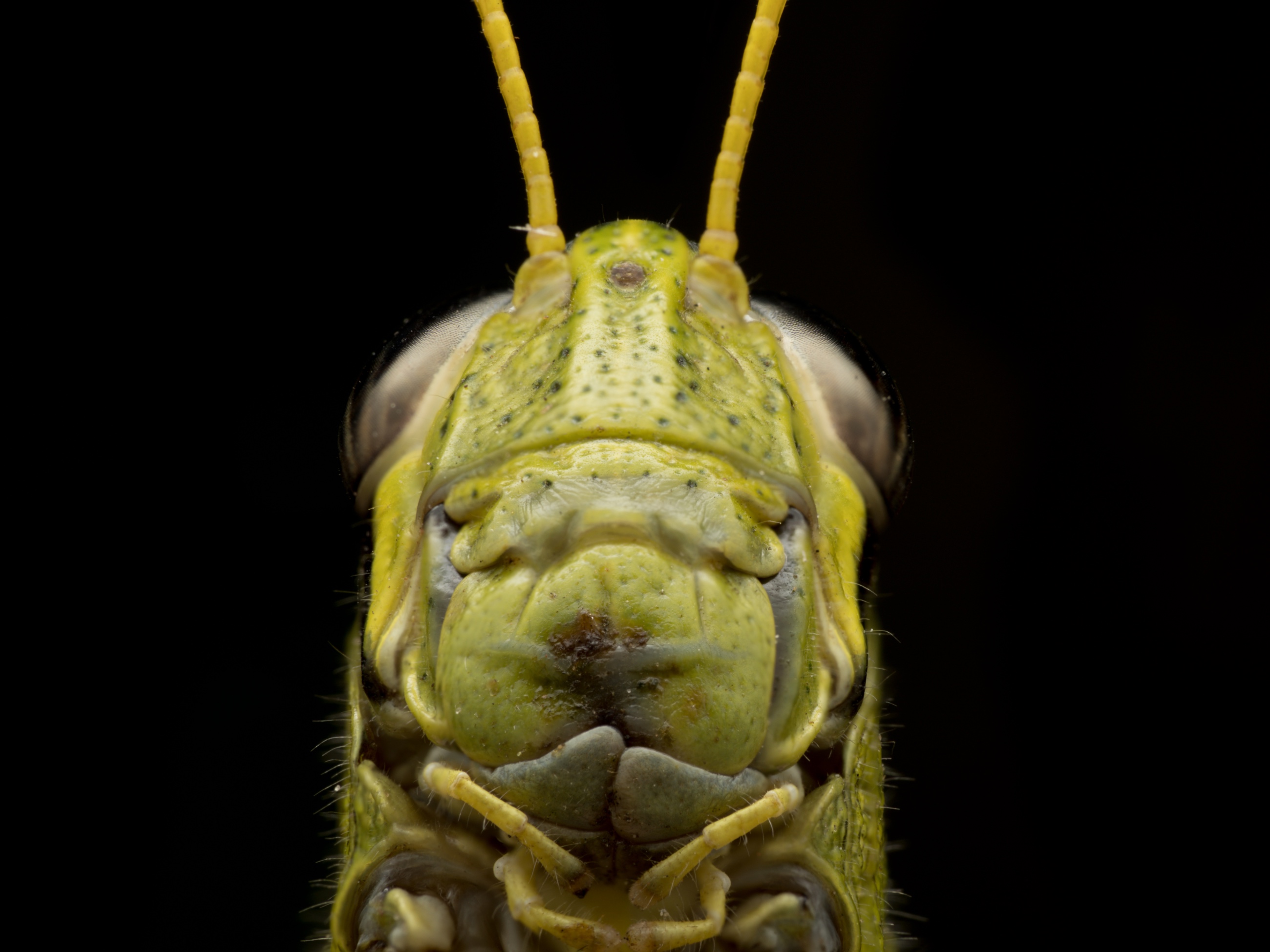 Orthoptera